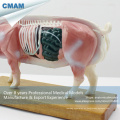 A07 (12006) Plastic Veterinary&#39;s Pig Anatomical Acupuncture Models 12006